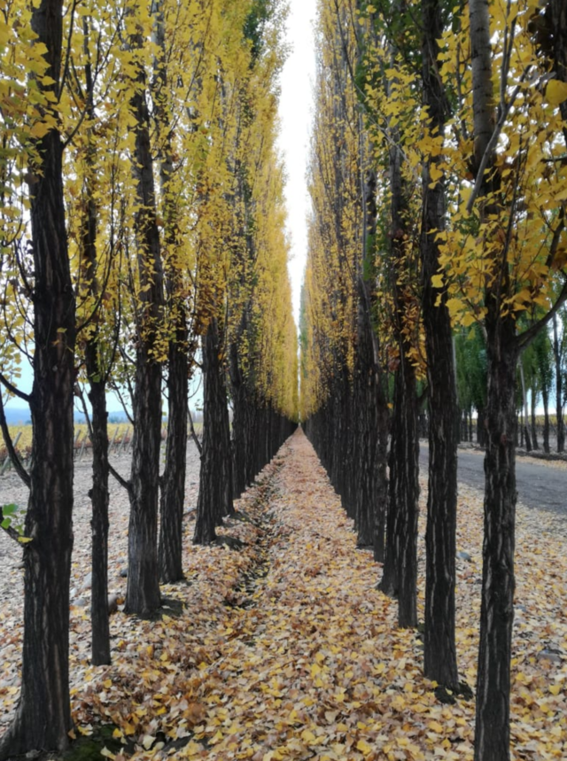 otoño presente