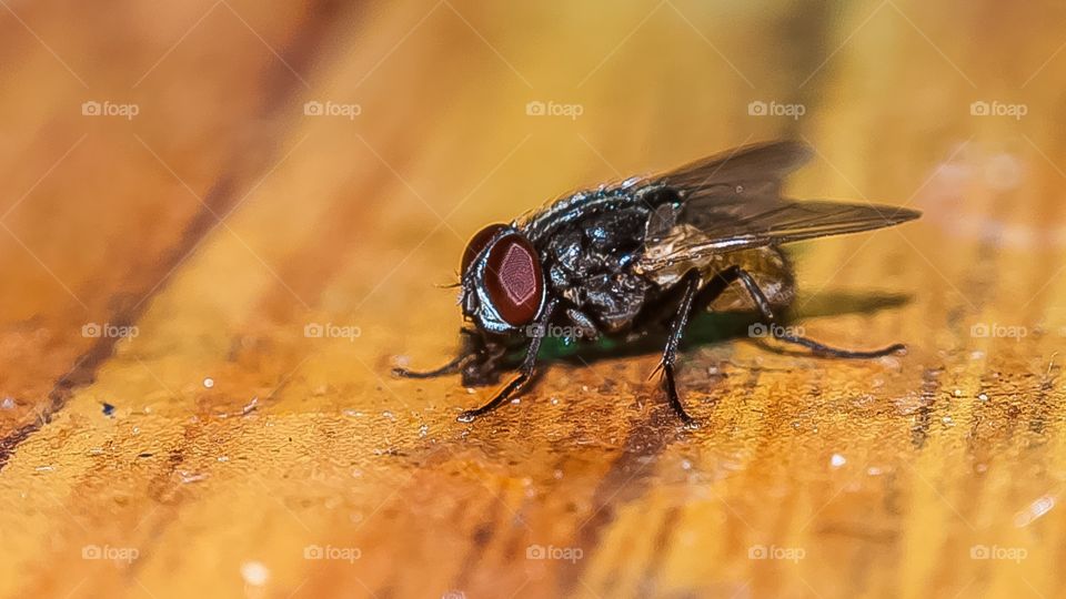 house fly macro 