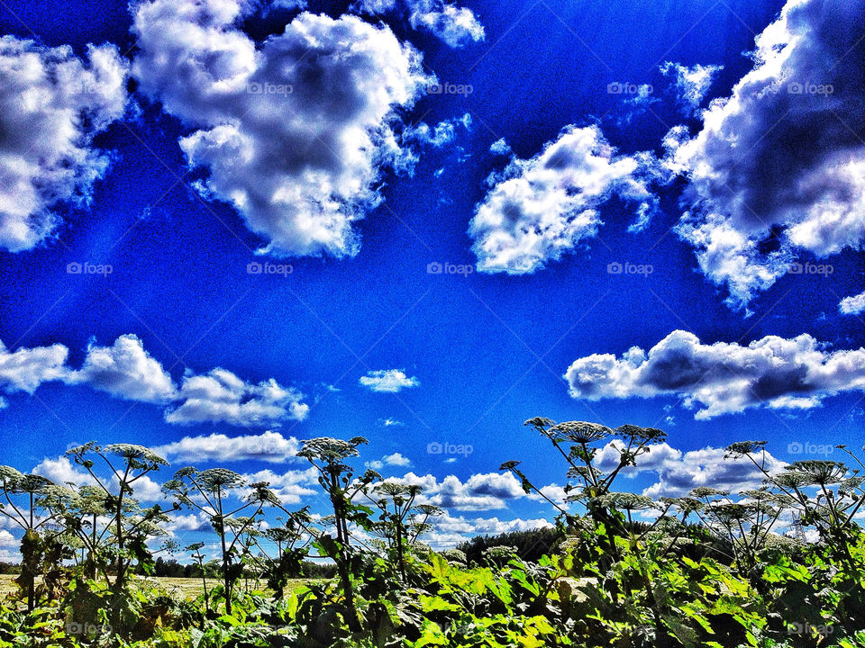 landscape sky green flowers by penguincody