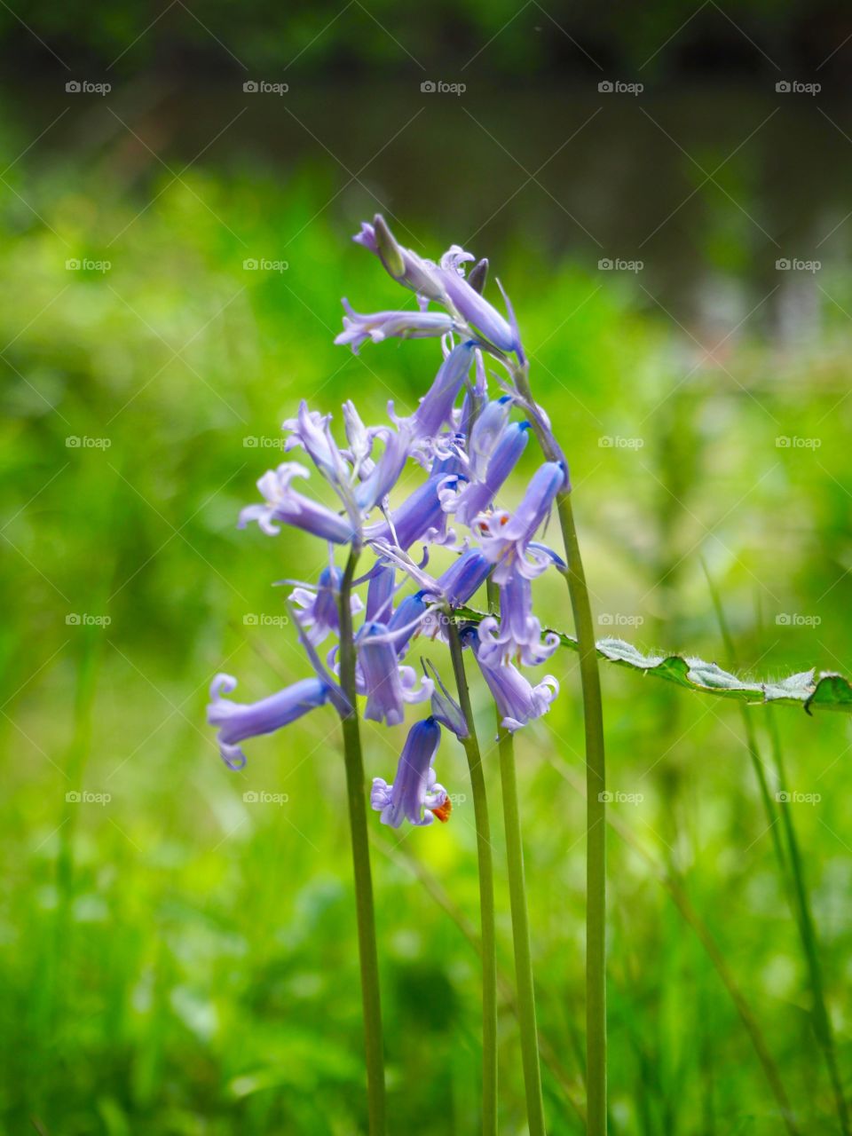 Close up of bluebells