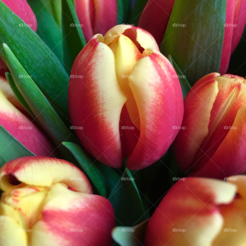 Red and yellow tulips