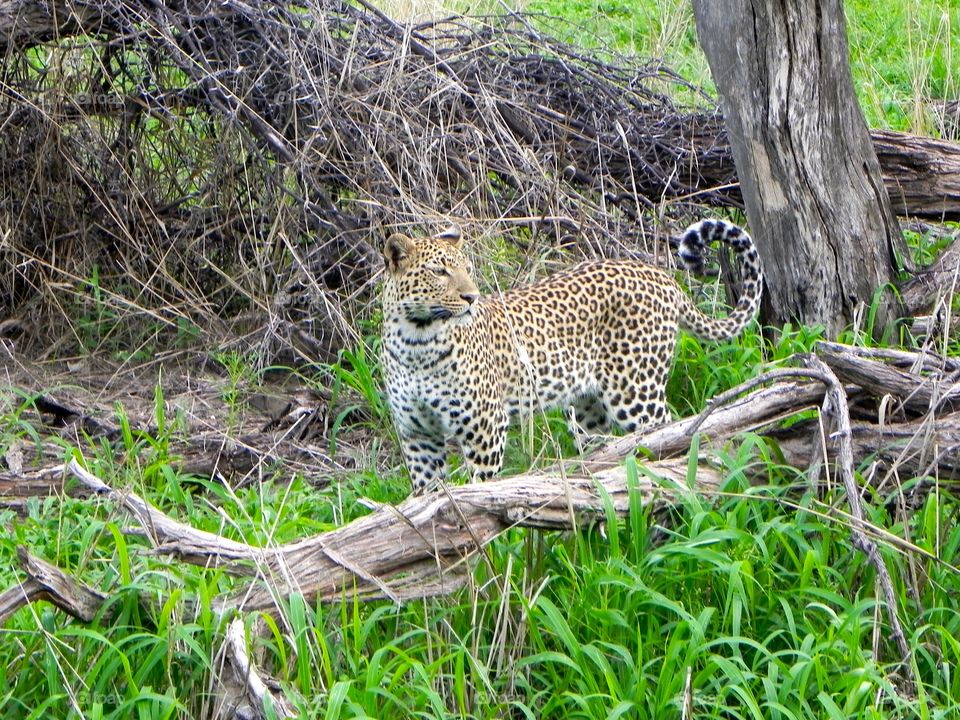 Leopard in Botswana 