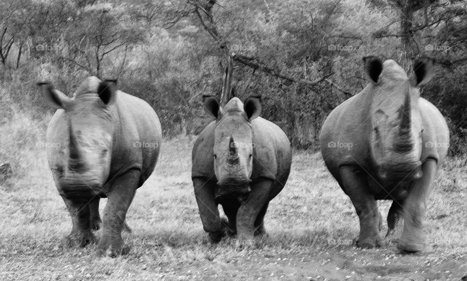 rhino trio