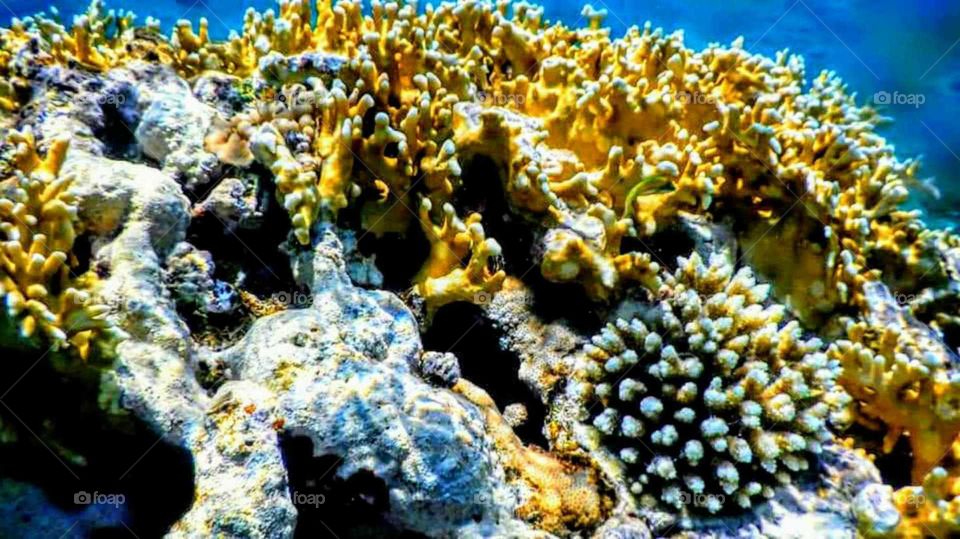 Admire the beauty of the canals of the Red Sea with us ...