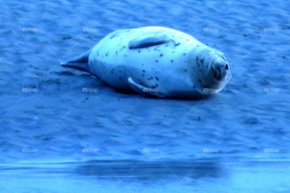 happy seal