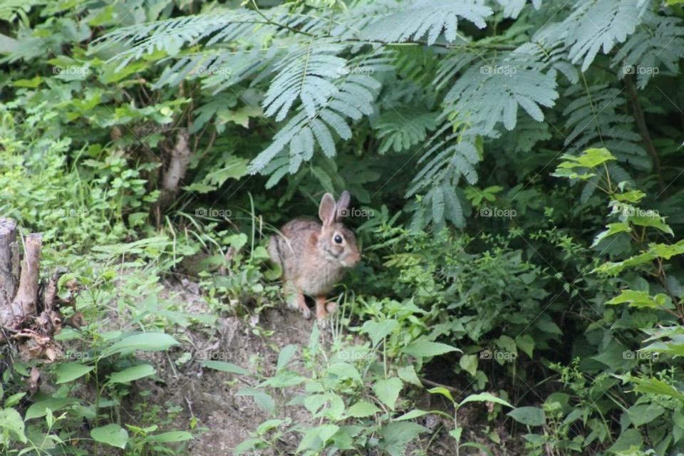 Rabbit in the wild