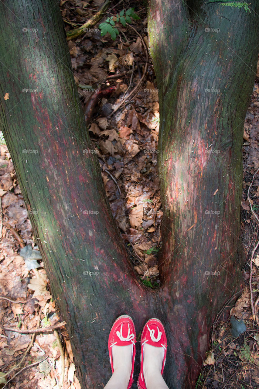 Giant tree