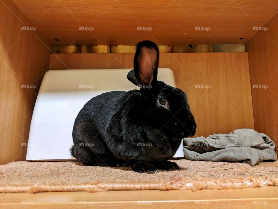 portrait of a domestic black rex rabbit