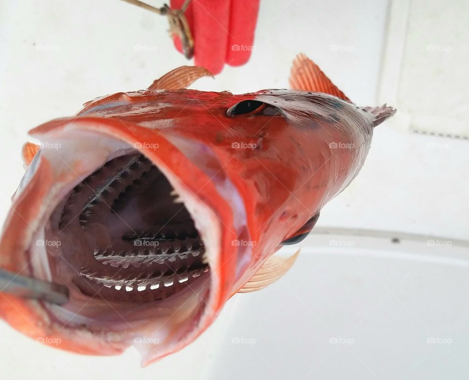 looking down a red snapper's throat