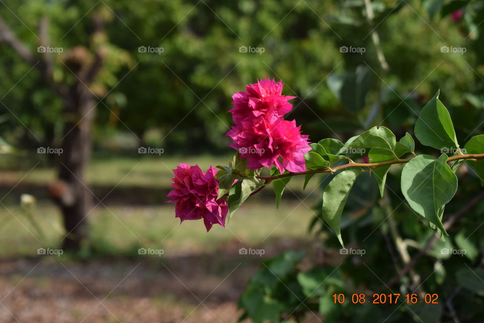 bougenvilla red flower