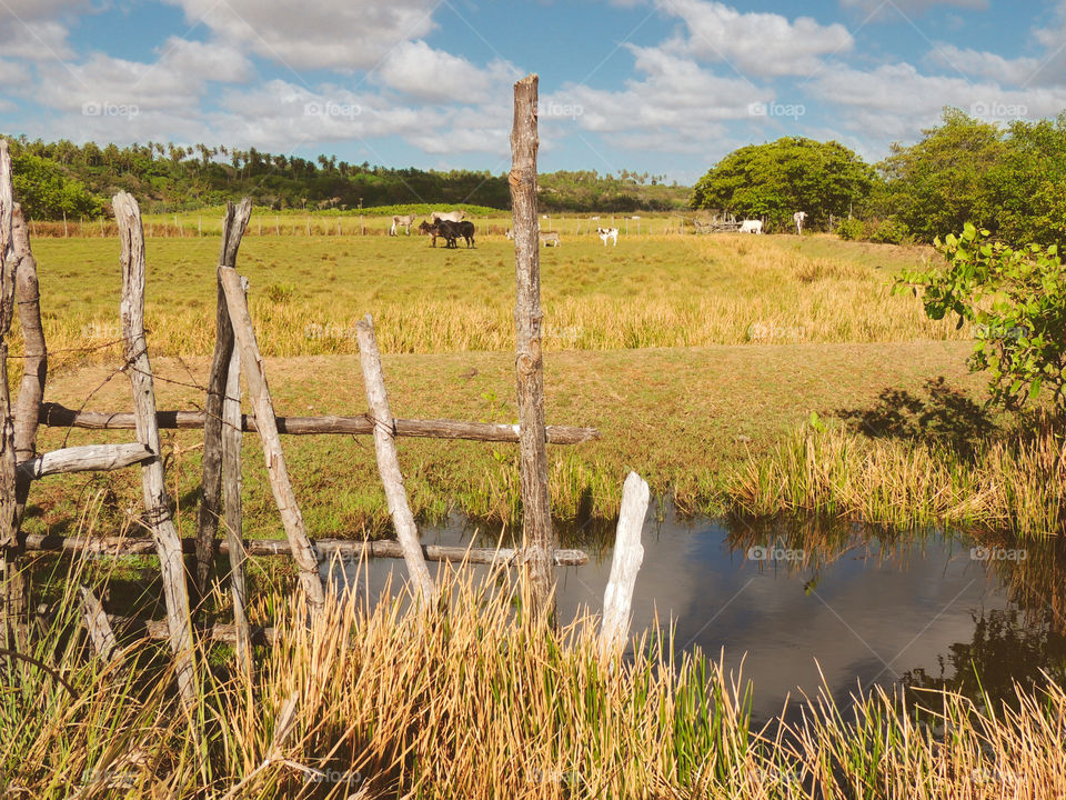 Rural. It is possible to see an open farm field, a fence, animals and dry vegetation. 