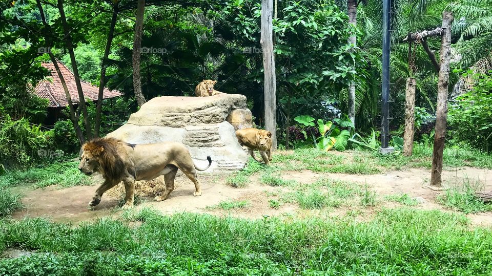 Lions