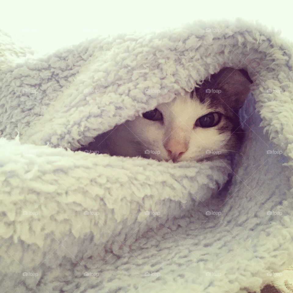 Cute, Portrait, Winter, Snow, Cold