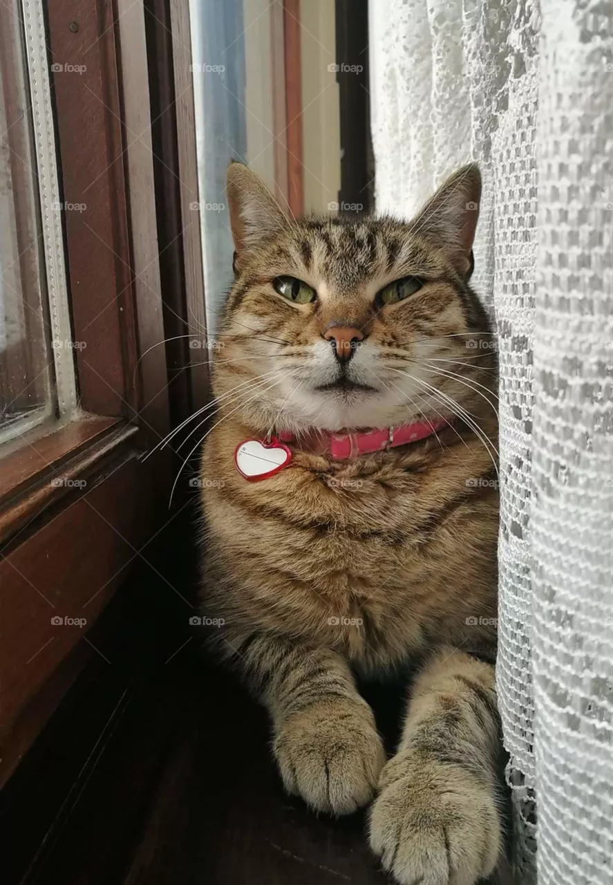 cat