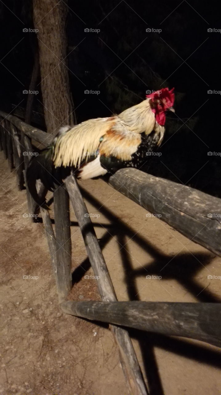 Chicken at Night