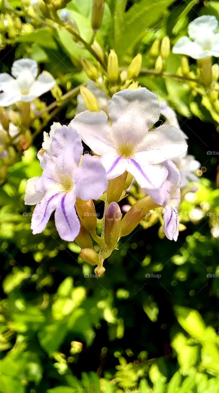 Duranta erecta