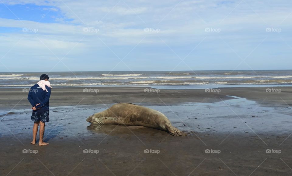 man looking ay dying sea animal