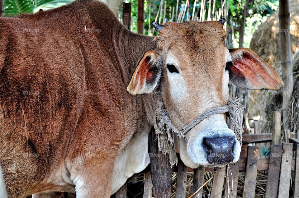 A cow in a village