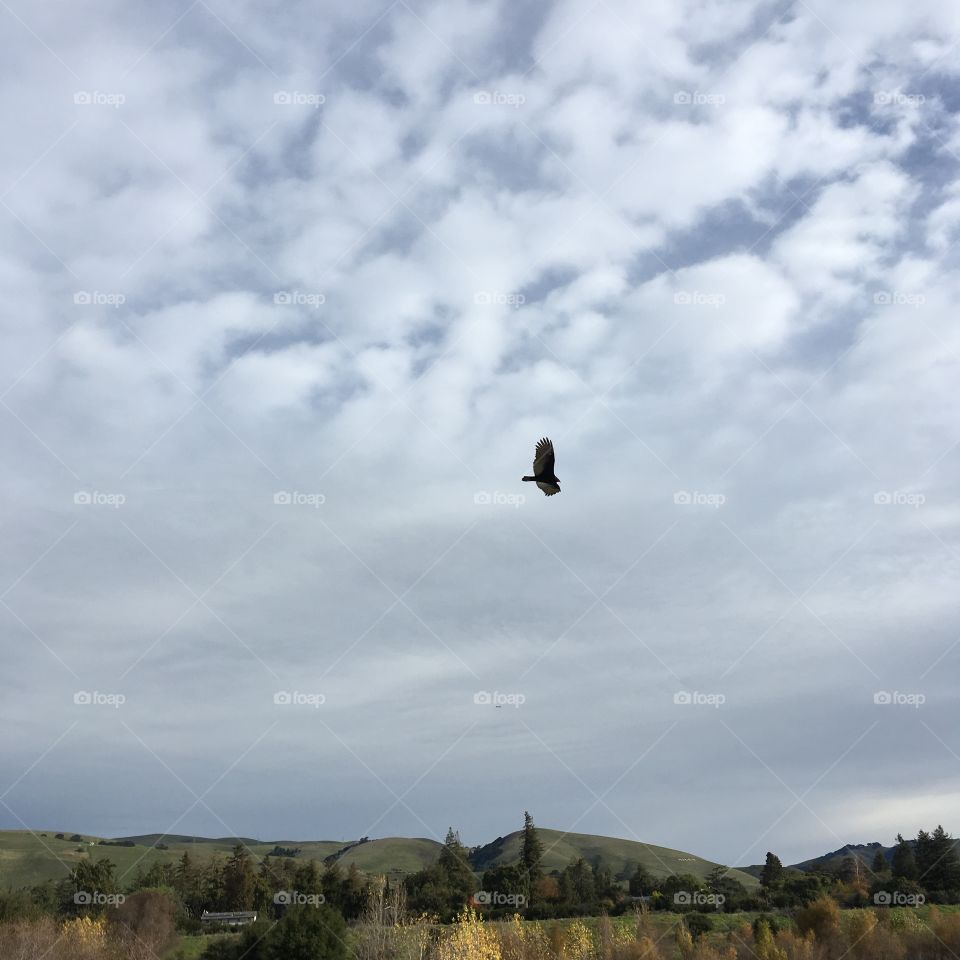Bird in flying in the sky 