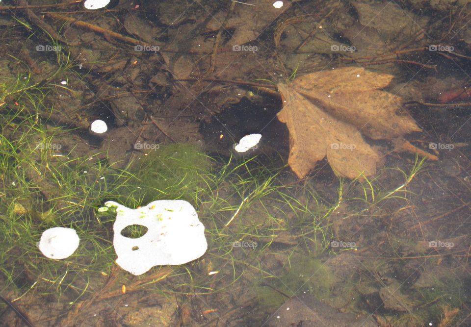 drowning leaf