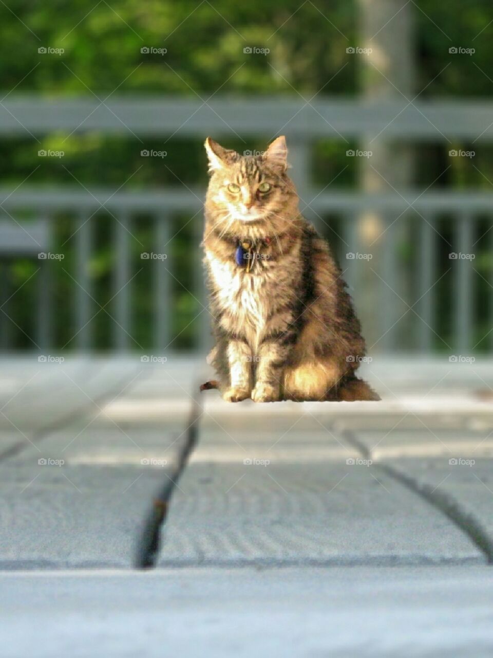 Cat on th Porch - dignified