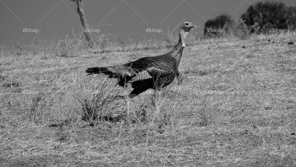 A wild turkey walking on a hill