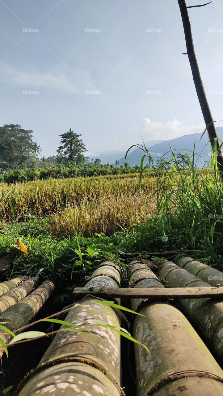 jembatan bambu ke sawah