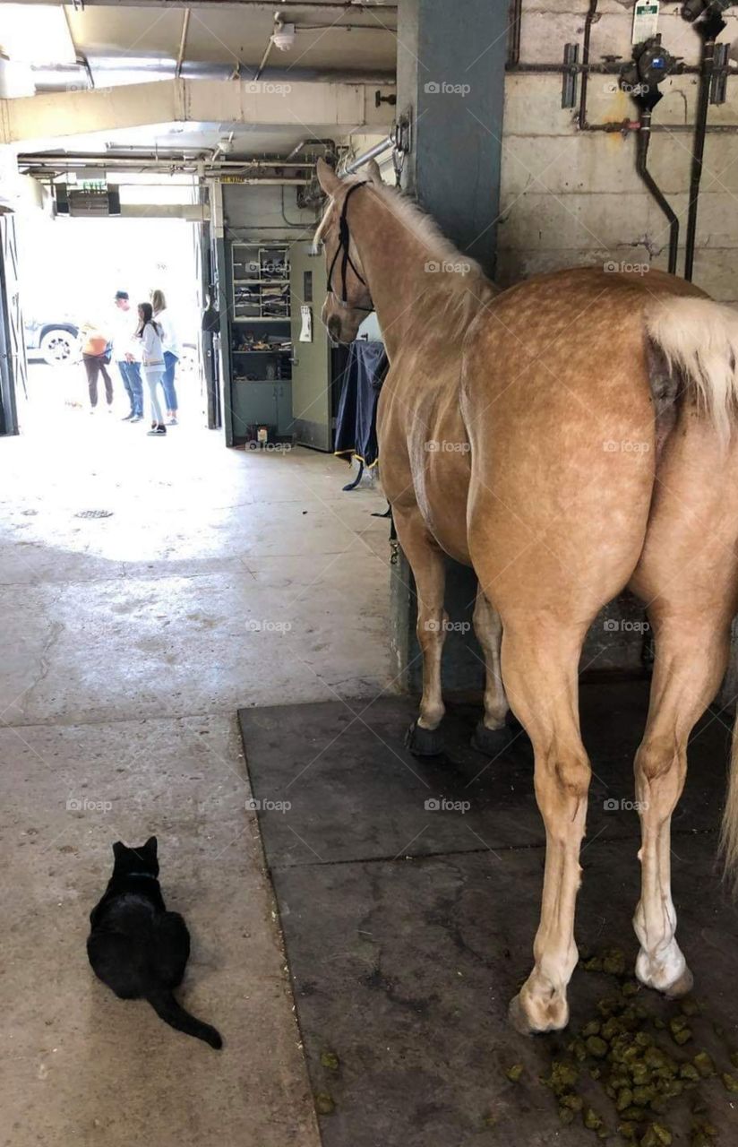 Friend is a stable hand on a farm, and two of her animals she cares for love to people watch or be guards.  The cat really loves to guard the stable.