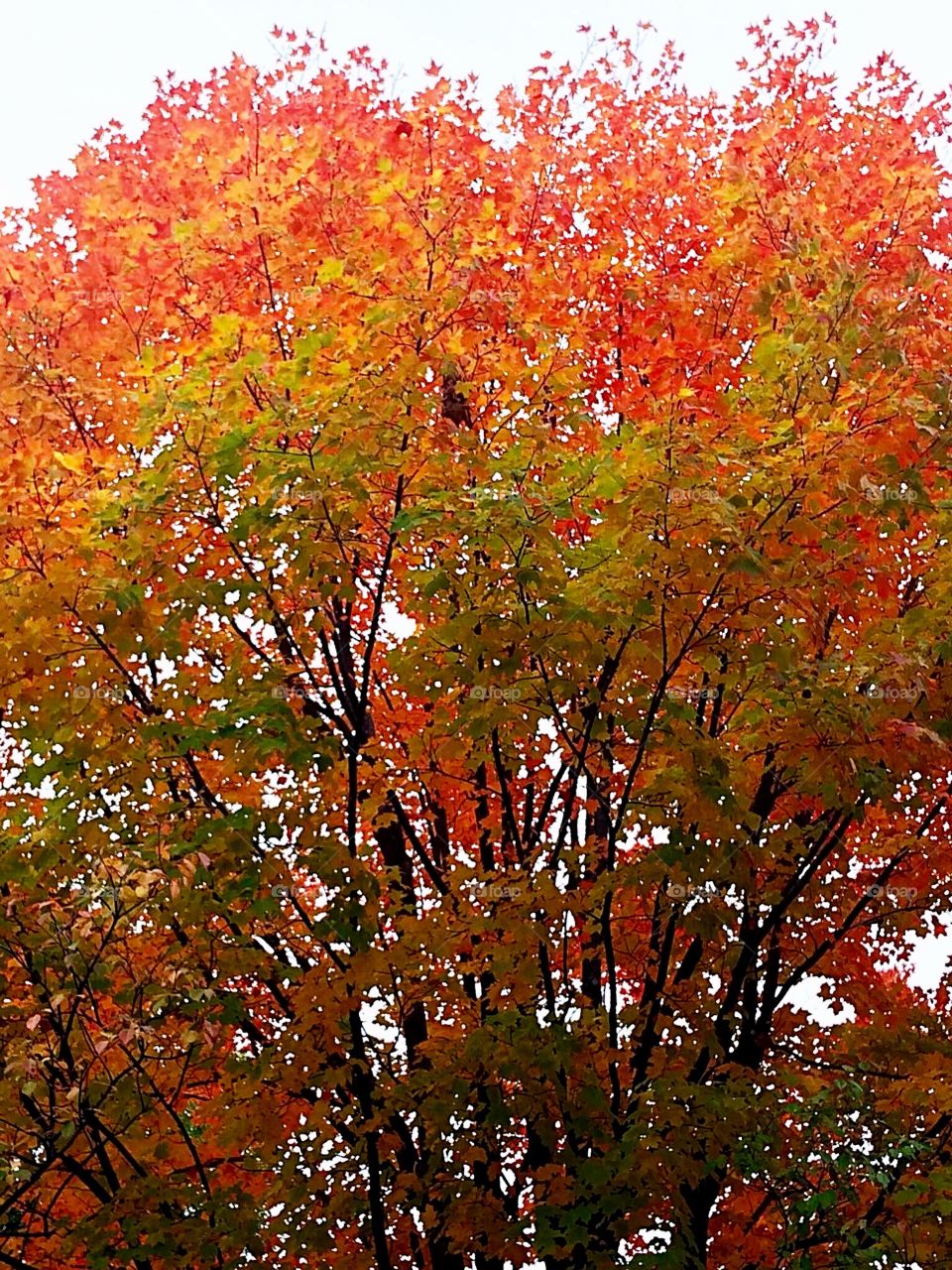 Forest in the fall