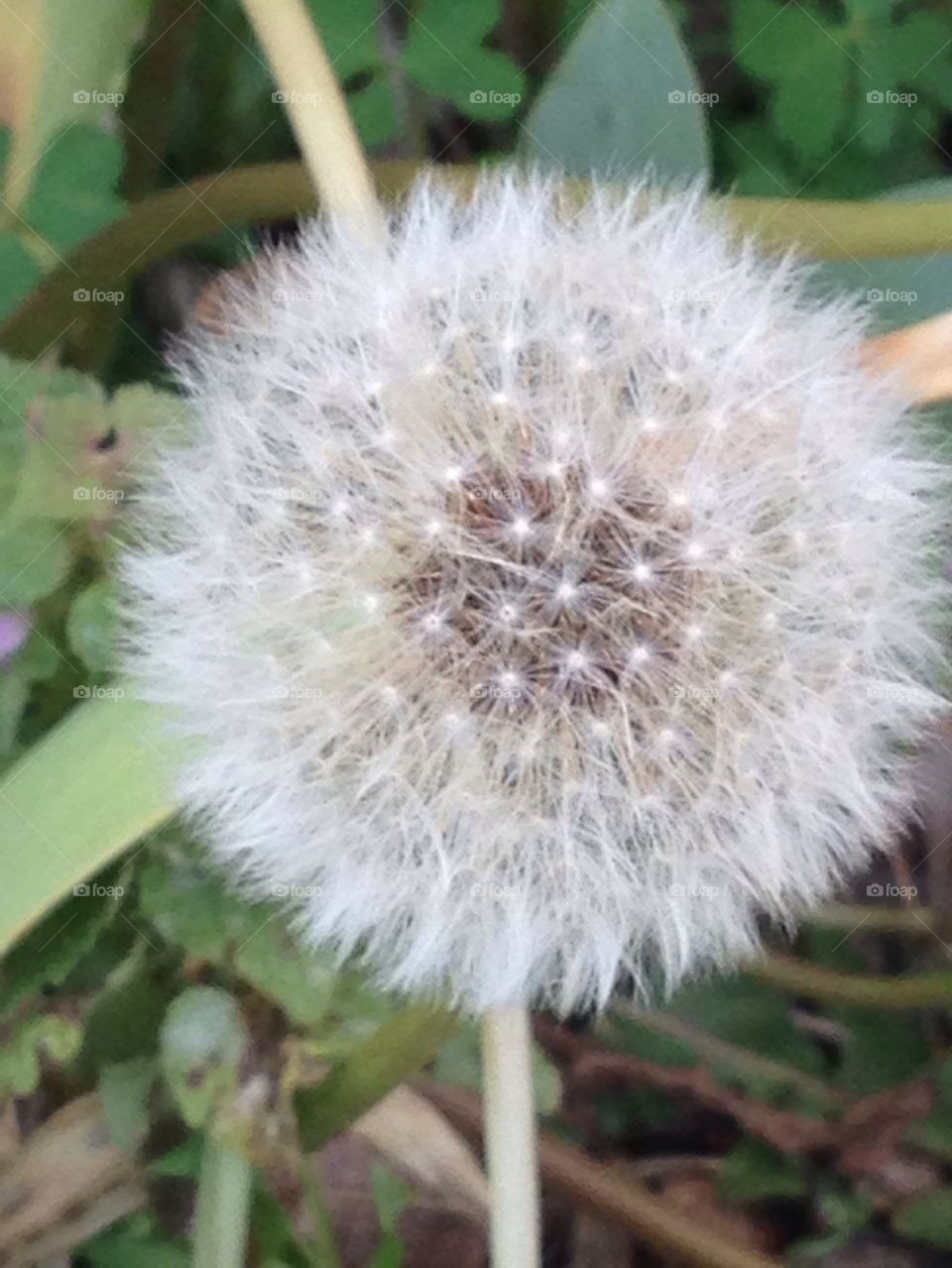 Dandelion grown