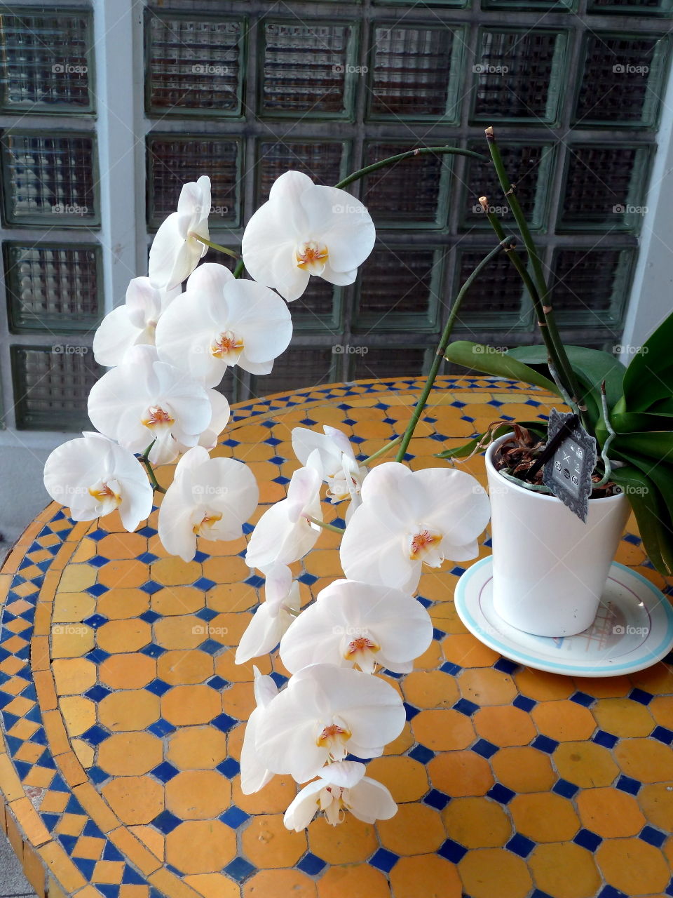orchids on table in Rouen