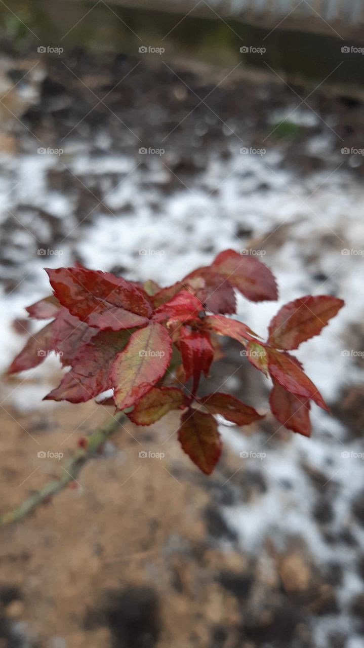 добовий ранок