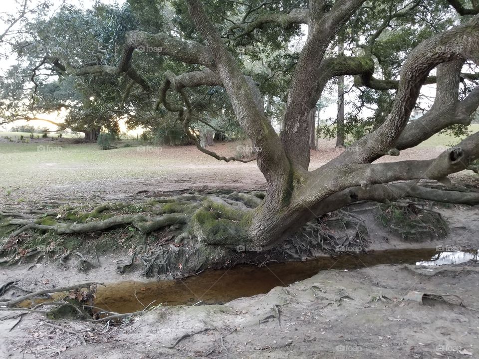 sideways tree