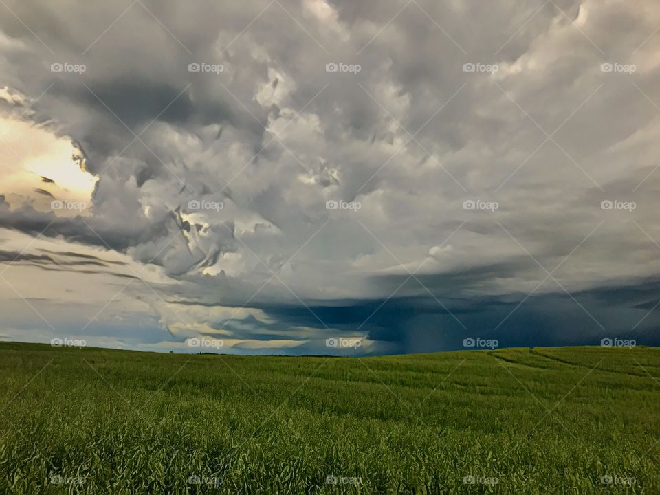 Prince Albert, SK, CA.  A canola field sea with a storm above