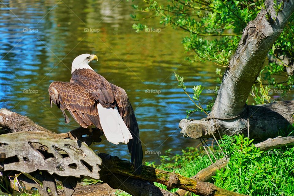 Wounded American Bald Eagle