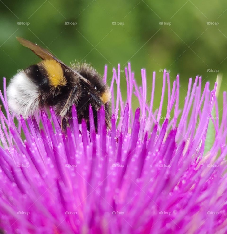 A bee in a purple flower