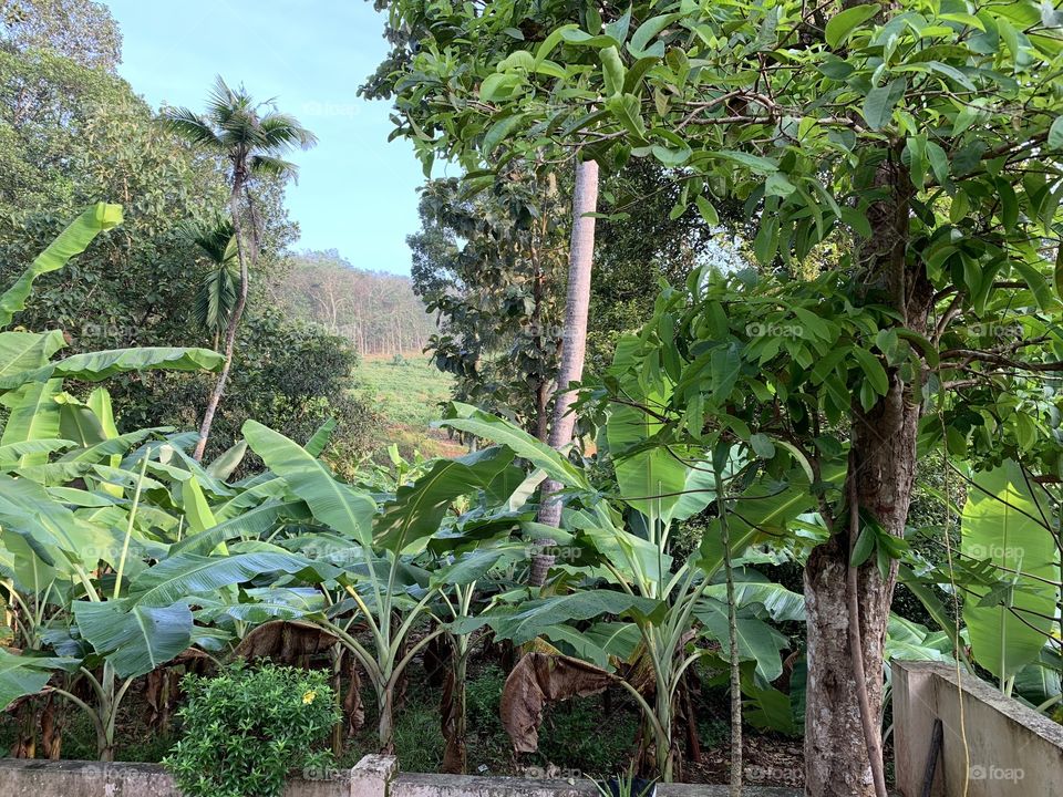 Kerala plantain 