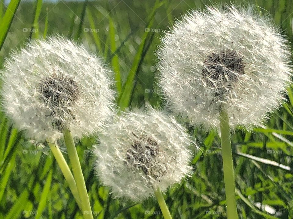 Dandelions