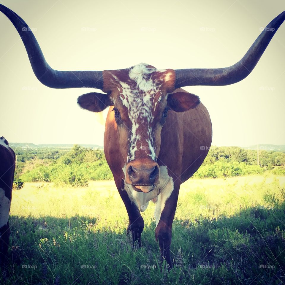 Longhorn. Texas longhorn bull