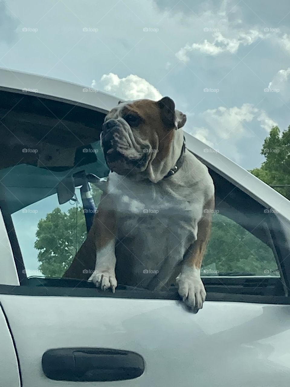 Cute dog hanging out the window 