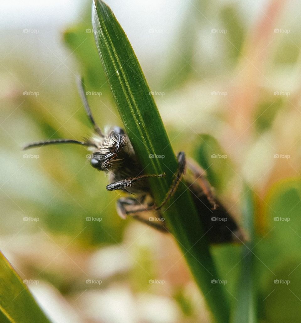 A wet fly clings to a green blade of grass