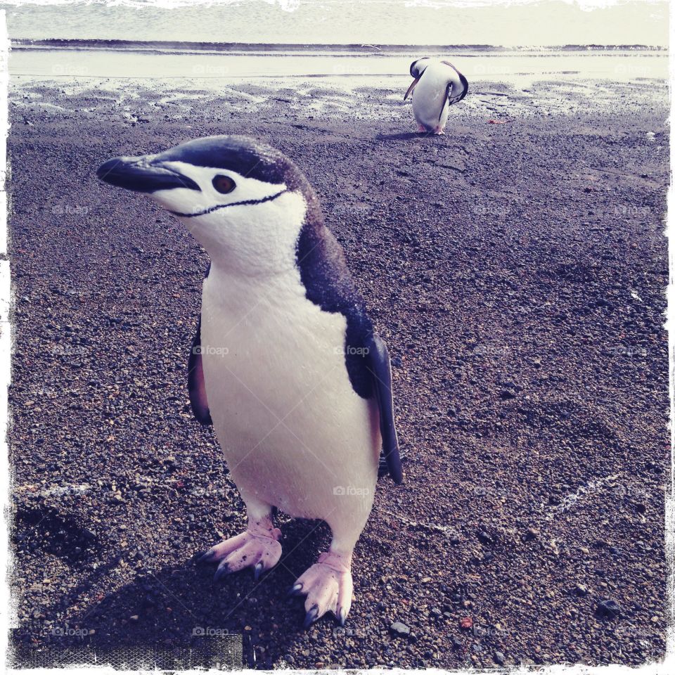 A curious chinstrap penguin on the beach of Deception Island.