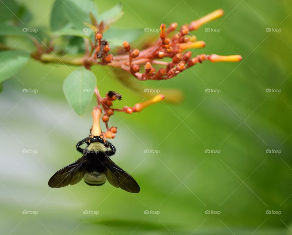 A bumblebee on a spring flower