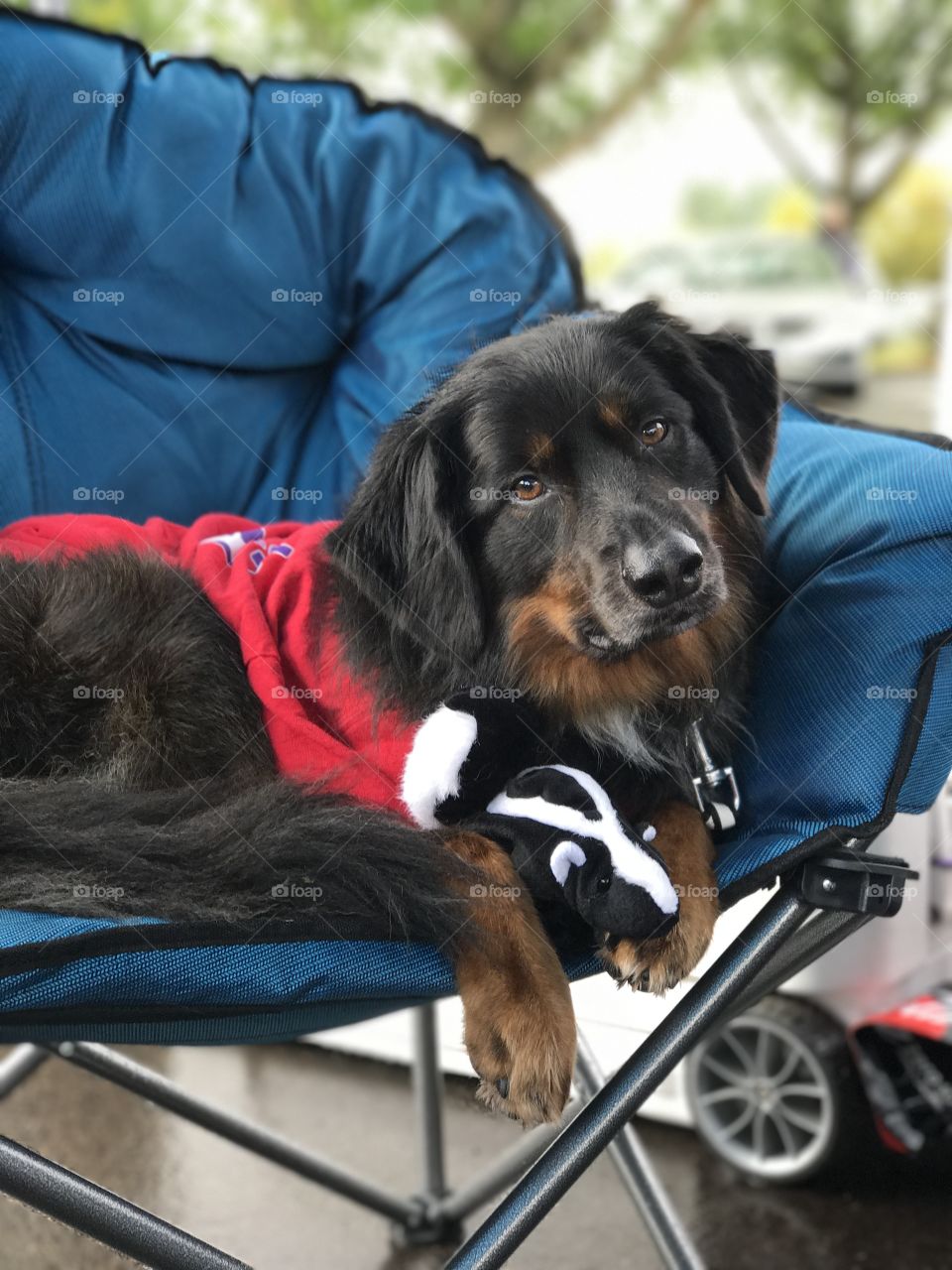 Just a dog wearing a shirt laying in a lounge chair with his stuffed animal skunk ❤️