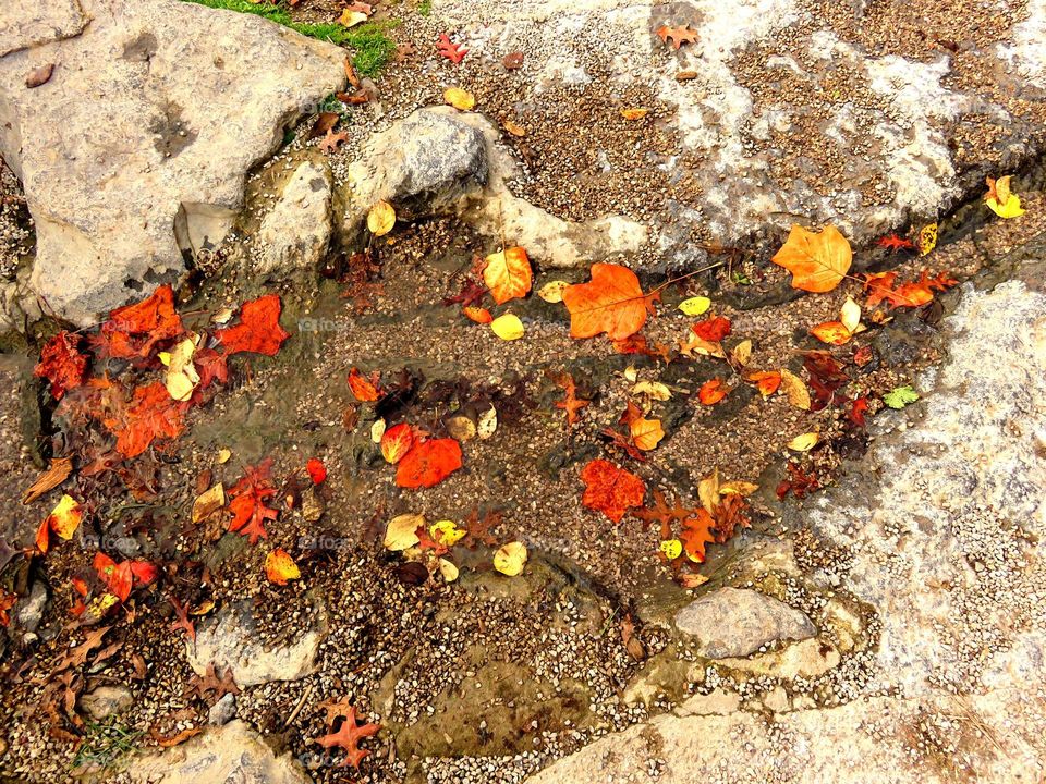 leaves in rivulet