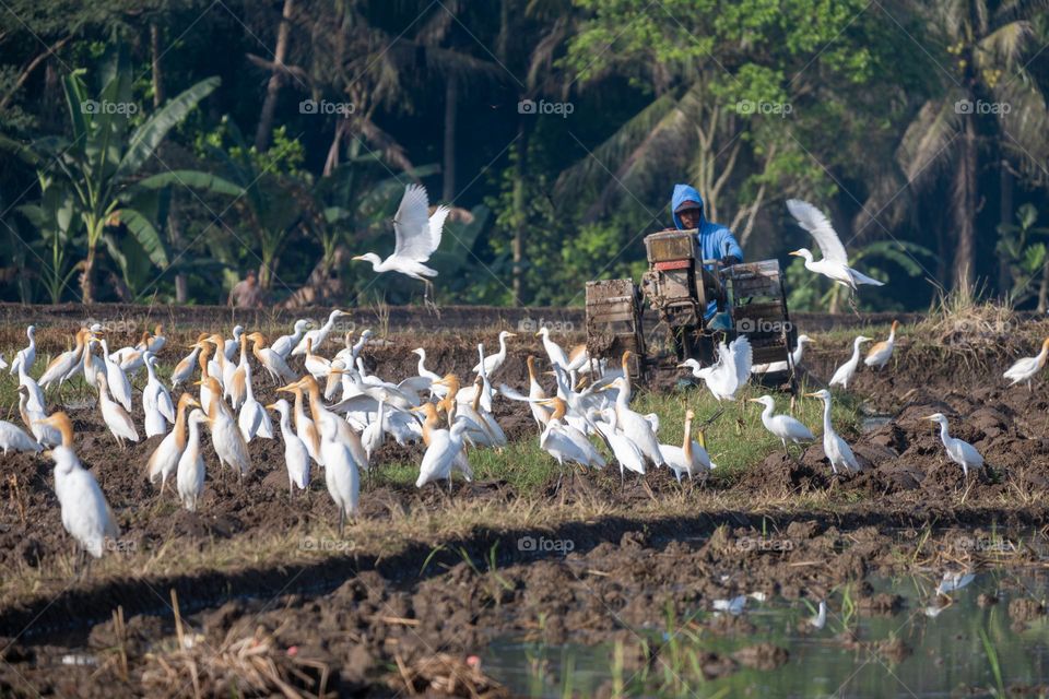 the farmer is plowing the field and the egrets are looking for food