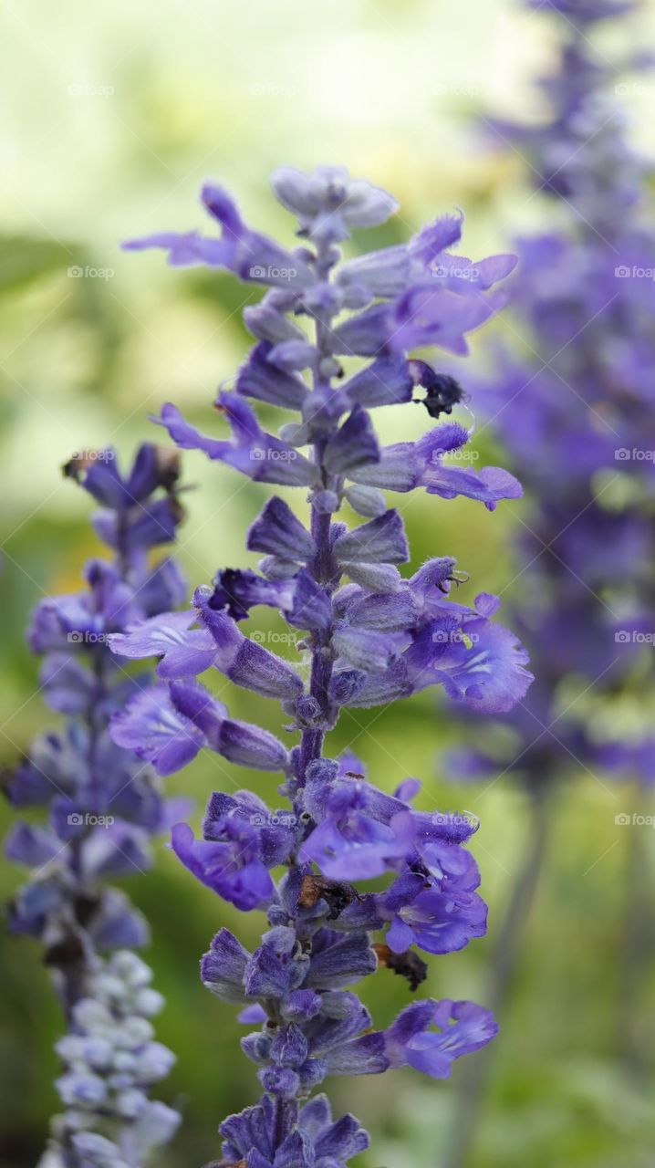 purple flower