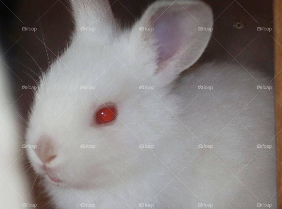 Albino baby bunny