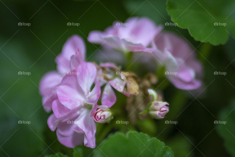 Flor rosa com desfoque