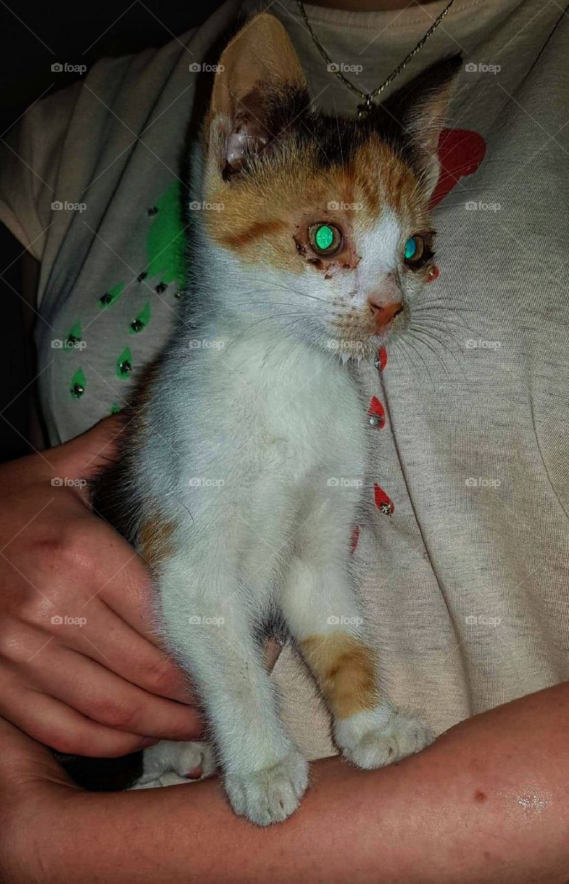 A fascinating kitty with hypnotic eyes in the night